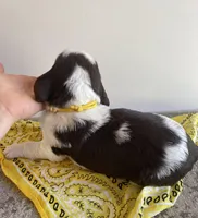 Alice, a female English Springer Spaniel for sale in North Monmouth, ME – Photo 4 of 4