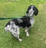 Theo, a male English Springer Spaniel for sale in North Monmouth, ME – 6 of 8