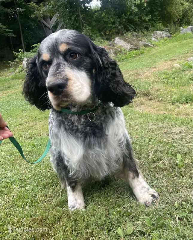 Theo – English Springer Spaniel puppy for sale in North Monmouth, ME