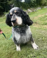 Theo, a male English Springer Spaniel for sale in North Monmouth, ME – 1 of 8