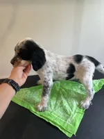 Dan, a male English Springer Spaniel for sale in North Monmouth, ME – 2 of 6