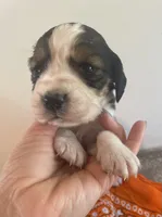 Lucas, a male English Springer Spaniel for sale in North Monmouth, ME – 3 of 8