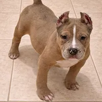 Buzz, a male American Bully for sale in North Monmouth, ME – Photo 3 of 6