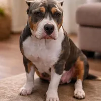 Buzz, a male American Bully for sale in North Monmouth, ME – Photo 6 of 6