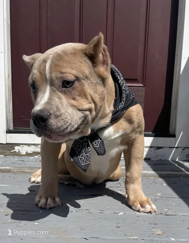 Buzz – American Bully puppy for sale in North Monmouth, ME