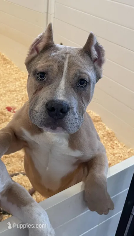 Buzz – American Bully puppy for sale in North Monmouth, ME