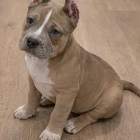 Buzz, a male American Bully for sale in North Monmouth, ME – Photo 2 of 6