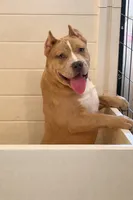 Buzz, a male American Bully for sale in North Monmouth, ME – Photo 7 of 7