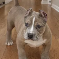 Buzz, a male American Bully for sale in North Monmouth, ME – Photo 1 of 6