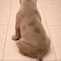 Buzz, a male American Bully for sale in North Monmouth, ME – Photo 4 of 6