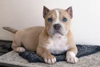 processed/12c906f2-fbd0-4217-a86b-fa322804c559/listing/2c3498a5-ee51-4a74-87a3-ba1de1e35eec/daded5d9-795e-42c1-ad55-552f872f18b6