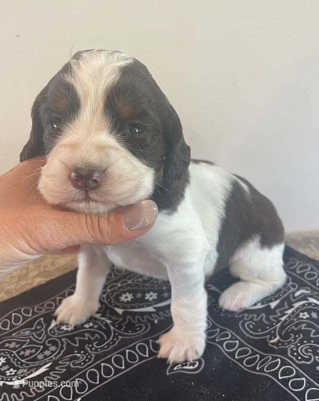 Nathan – English Springer Spaniel puppy for sale in North Monmouth, ME