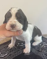 Nathan, a male English Springer Spaniel for sale in North Monmouth, ME – 1 of 7