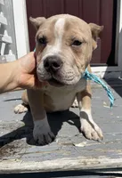 Kevin, a male American Bully for sale in North Monmouth, ME – 4 of 7