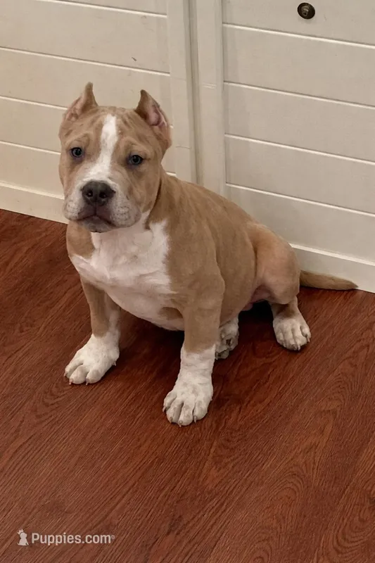 Kevin – American Bully puppy for sale in North Monmouth, ME