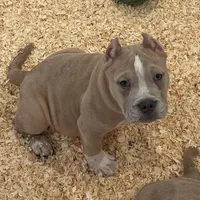 Kevin, a male American Bully for sale in North Monmouth, ME – Photo 6 of 7