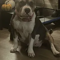 Kevin, a male American Bully for sale in North Monmouth, ME – Photo 4 of 7