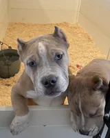 Kevin, a male American Bully for sale in North Monmouth, ME – 7 of 7