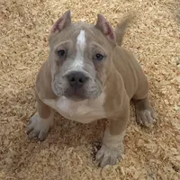 Kevin, a male American Bully for sale in North Monmouth, ME – Photo 3 of 7