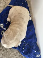 processed/12c906f2-fbd0-4217-a86b-fa322804c559/listing/2e73e963-3a67-4352-8391-35a793314387/c3986a4b-44a2-4621-98ee-4ed2efb3fa27