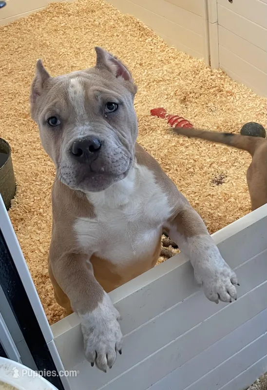 Kevin – American Bully puppy for sale in North Monmouth, ME
