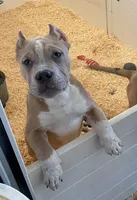 Kevin, a male American Bully for sale in North Monmouth, ME – 1 of 7