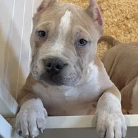 Kevin, a male American Bully for sale in North Monmouth, ME – Photo 7 of 7
