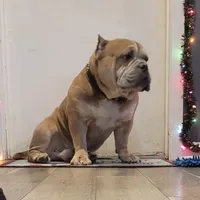 Kevin, a male American Bully for sale in North Monmouth, ME – Photo 5 of 7