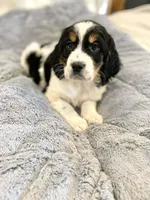 Sassy, a female English Springer Spaniel for sale in North Monmouth, ME – Photo 1 of 2