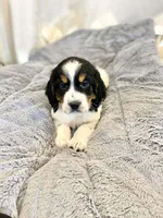 Sassy, a female English Springer Spaniel for sale in North Monmouth, ME – Photo 2 of 2