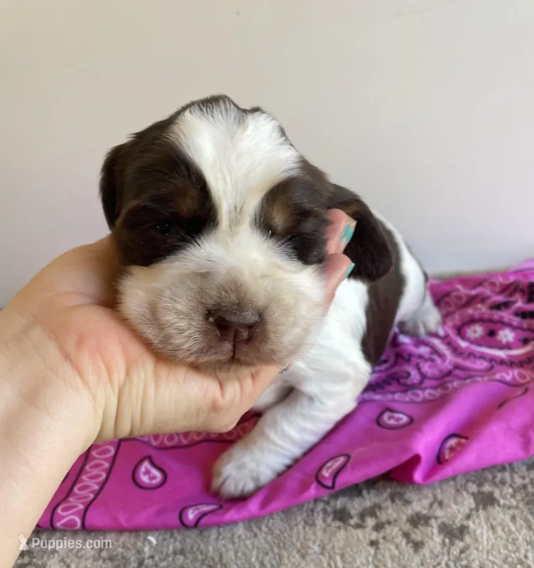 Kat – English Springer Spaniel puppy for sale in North Monmouth, ME