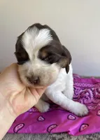 Kat, a female English Springer Spaniel for sale in North Monmouth, ME – Photo 2 of 4
