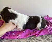 Kat, a female English Springer Spaniel for sale in North Monmouth, ME – Photo 4 of 4