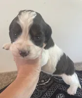 Nathan, a male English Springer Spaniel for sale in North Monmouth, ME – 2 of 7