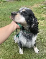 Theo, a male English Springer Spaniel for sale in North Monmouth, ME – 4 of 8