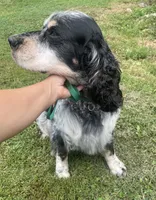 Theo, a male English Springer Spaniel for sale in North Monmouth, ME – 2 of 8