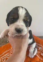 Lucas, a male English Springer Spaniel for sale in North Monmouth, ME – 1 of 8