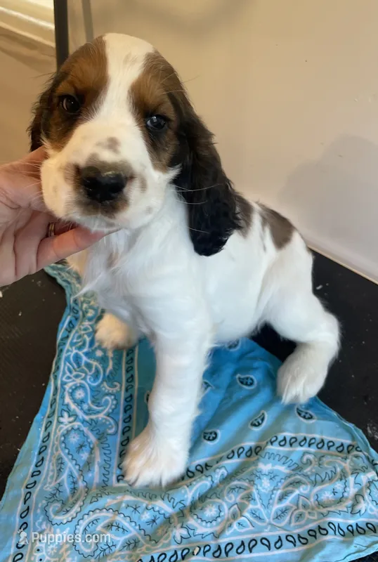 Keith – English Springer Spaniel puppy for sale in North Monmouth, ME