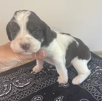 Nathan, a male English Springer Spaniel for sale in North Monmouth, ME – 6 of 7