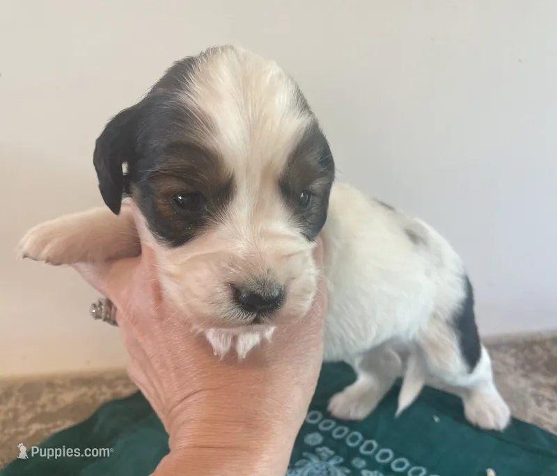 Mouth – English Springer Spaniel puppy for sale in North Monmouth, ME