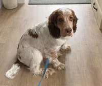 Hob, a male English Springer Spaniel for sale in North Monmouth, ME – Photo 1 of 6