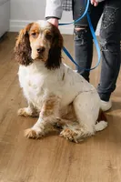 Hob, a male English Springer Spaniel for sale in North Monmouth, ME – Photo 2 of 6
