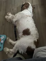 Hob, a male English Springer Spaniel for sale in North Monmouth, ME – Photo 5 of 6