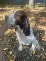 Atlas , a male English Springer Spaniel for sale in North Monmouth, ME – 9 of 10