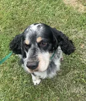 Theo, a male English Springer Spaniel for sale in North Monmouth, ME – 3 of 8
