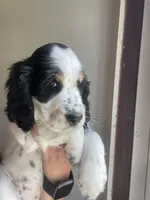 Brooke, a female English Springer Spaniel for sale in North Monmouth, ME – 5 of 6
