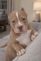 Kate, a female American Bully for sale in North Monmouth, ME – Photo 1 of 4