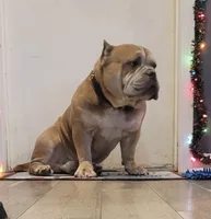 Kate, a female American Bully for sale in North Monmouth, ME – Photo 3 of 4