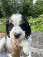 Brooke, a female English Springer Spaniel for sale in North Monmouth, ME – 3 of 6