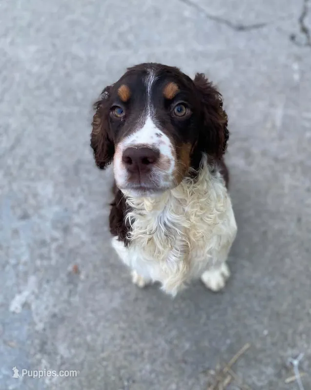 Coach – English Springer Spaniel puppy for sale in North Monmouth, ME